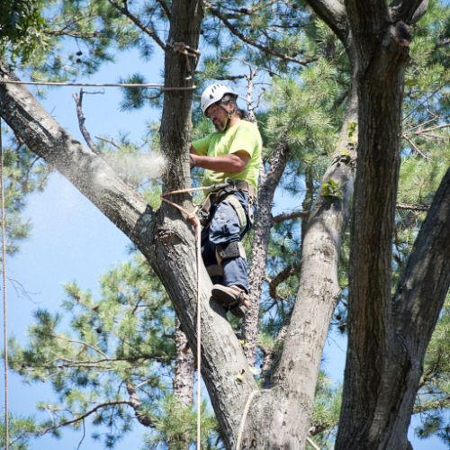 Tree Service in Bertram, TX