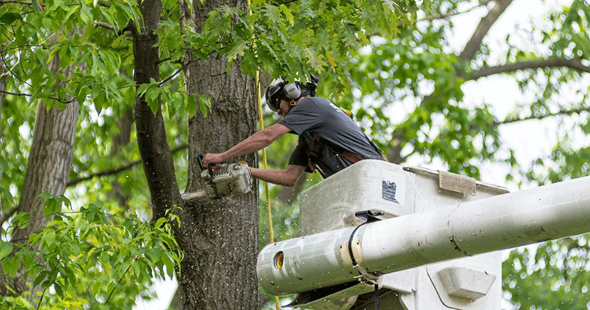 Tree Removal Cost: Everything You Need to Know Tree Removal Cost and Environmental Responsibility
