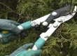 Tree Pruning Tools
