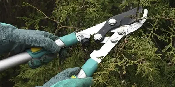 Tree Pruning Tools